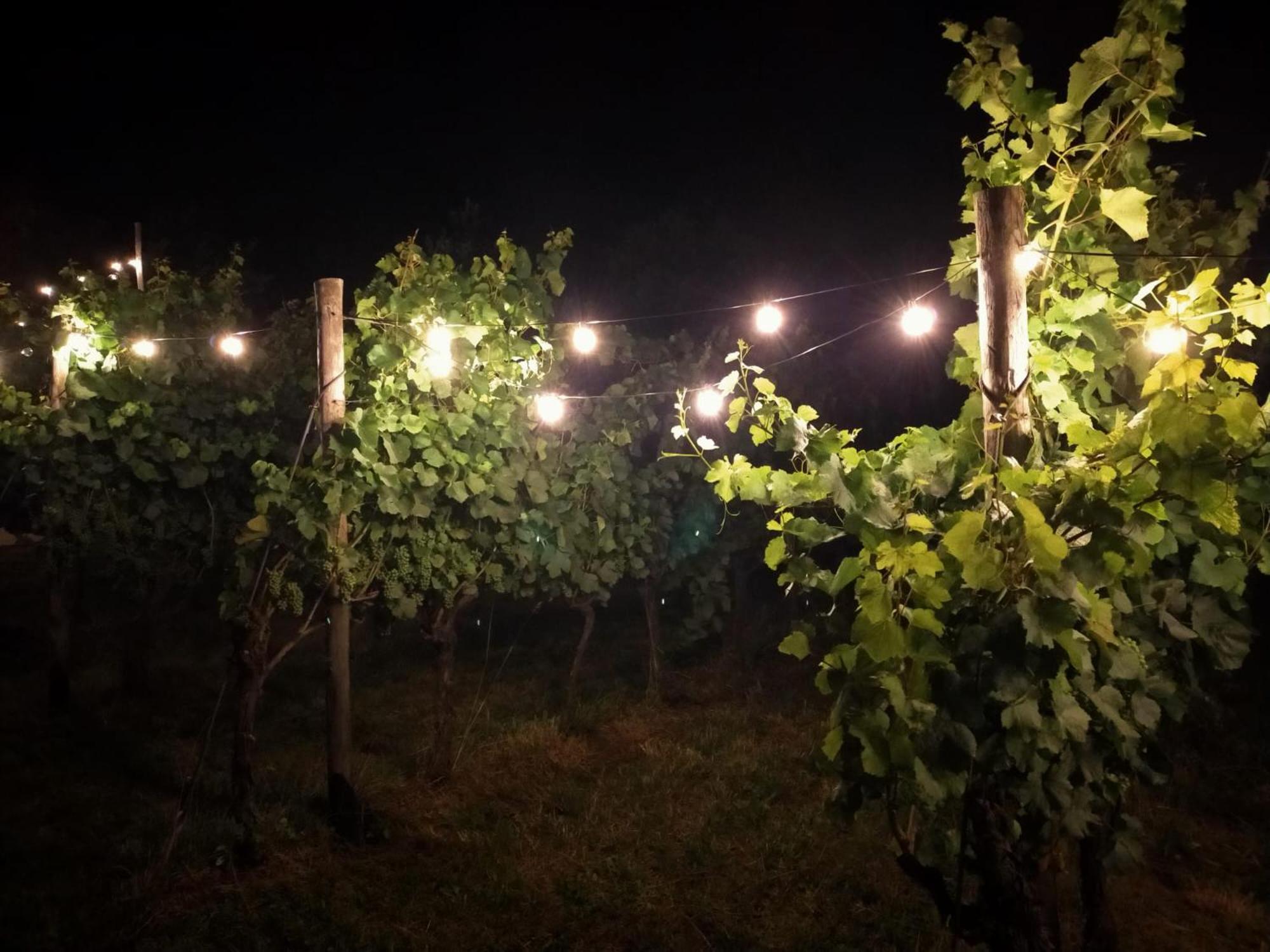 Agritur Verderame Trento Kültér fotó