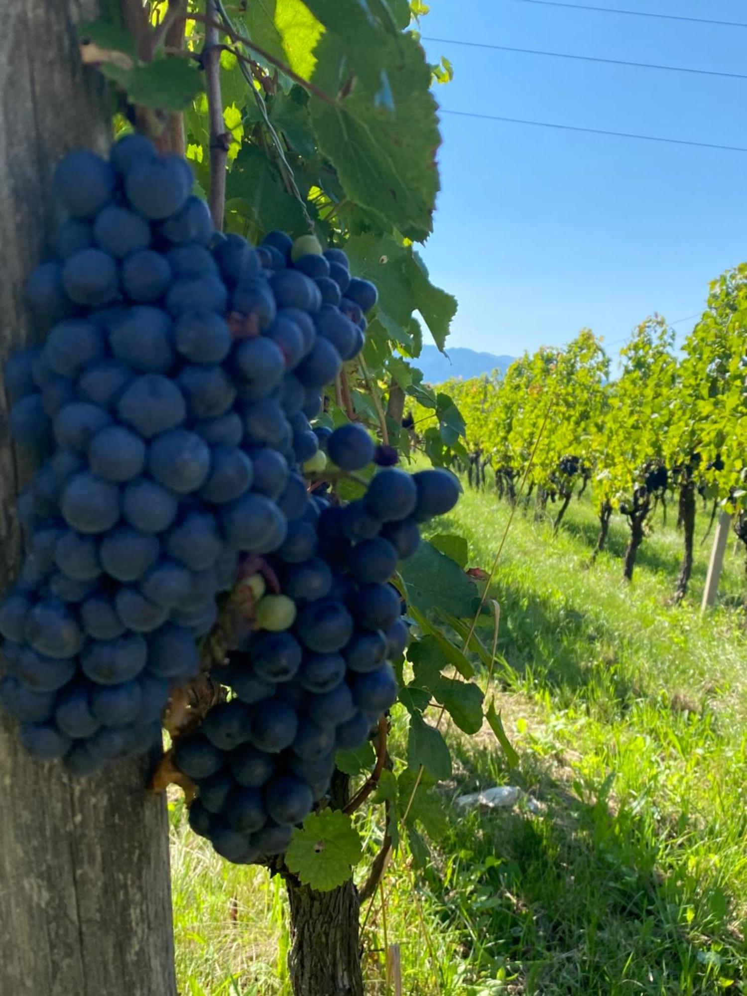 Agritur Verderame Trento Kültér fotó