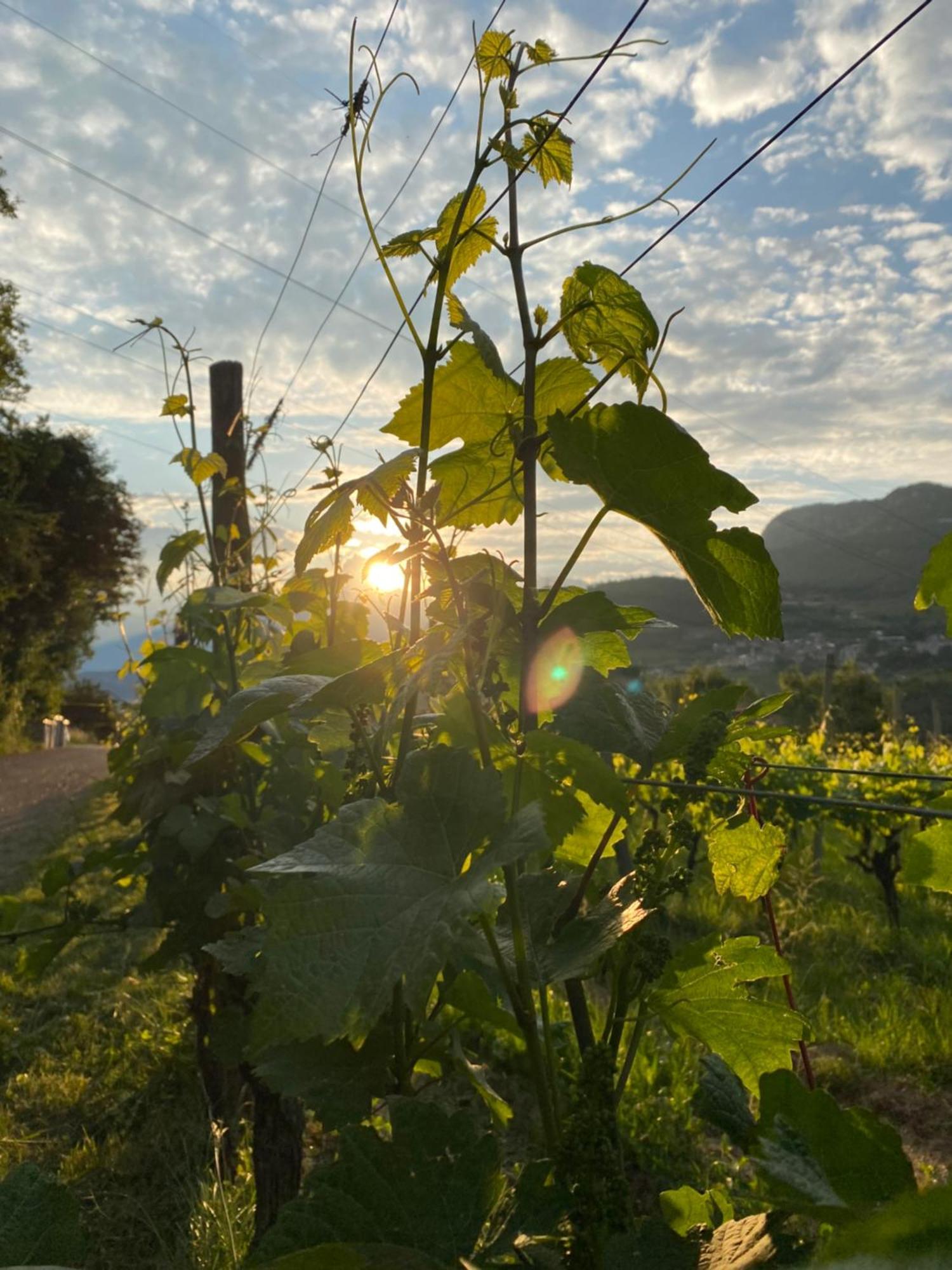 Agritur Verderame Trento Kültér fotó